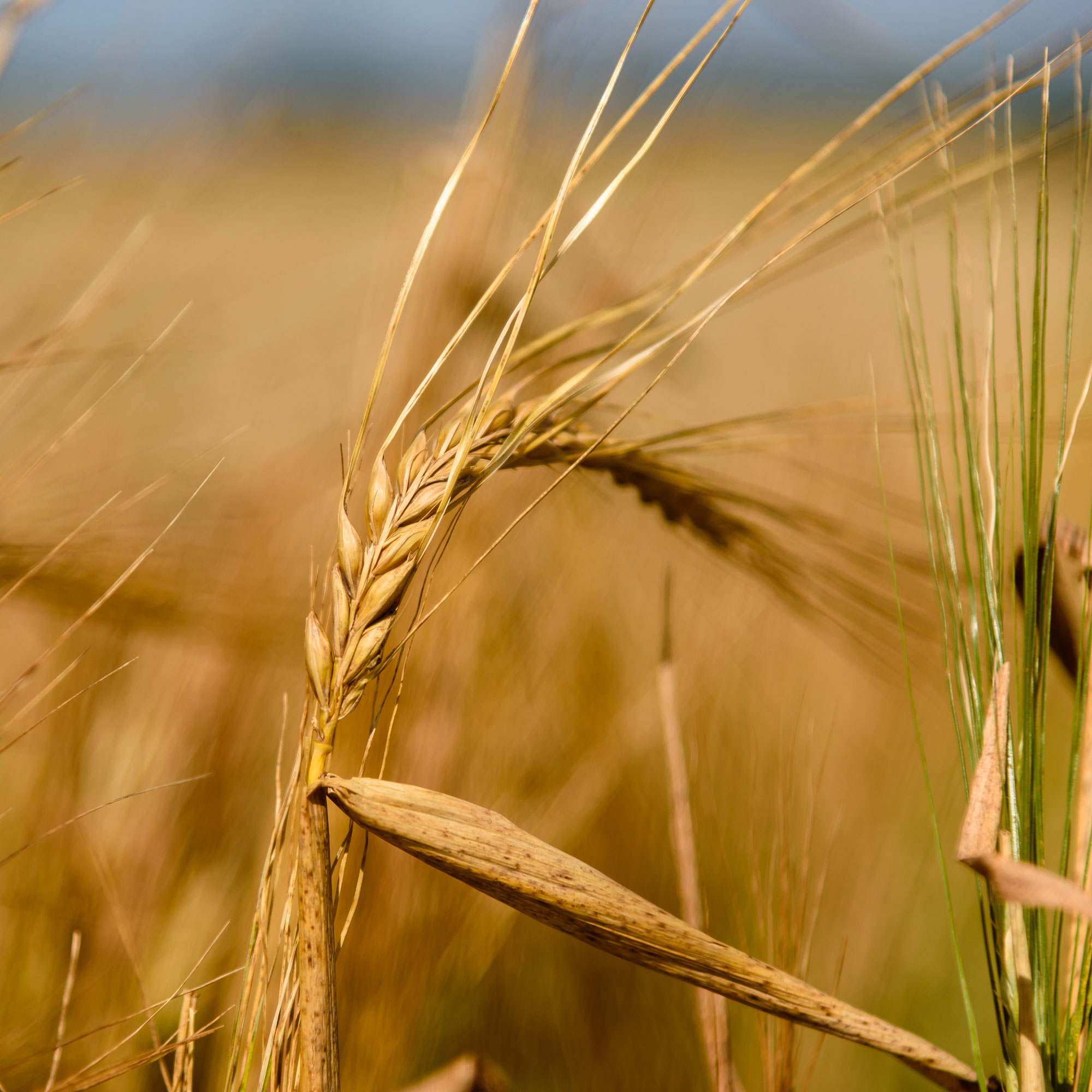 kornet står modent på marken med gyldne aks