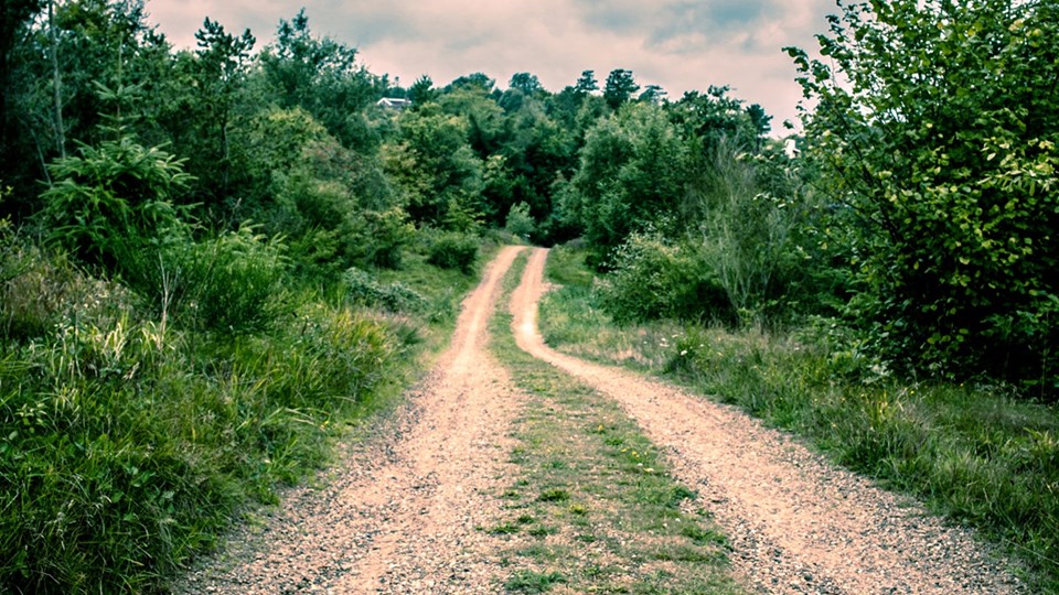 Grusvej i en skov